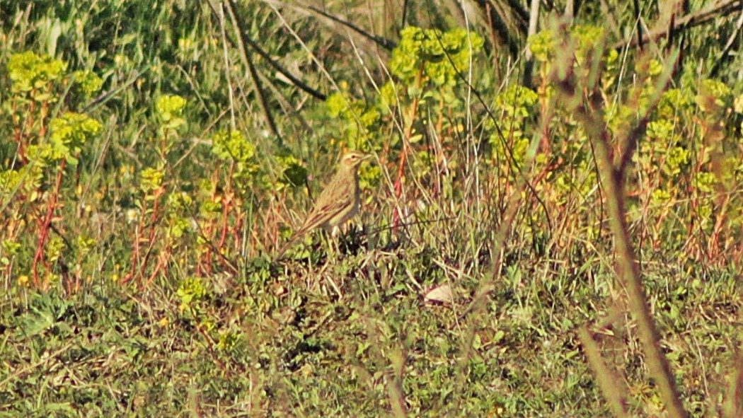 Tawny Pipit