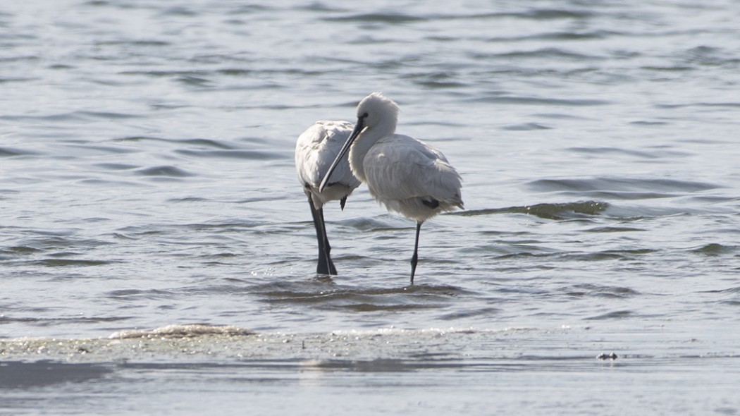Eurasian Spoonbill