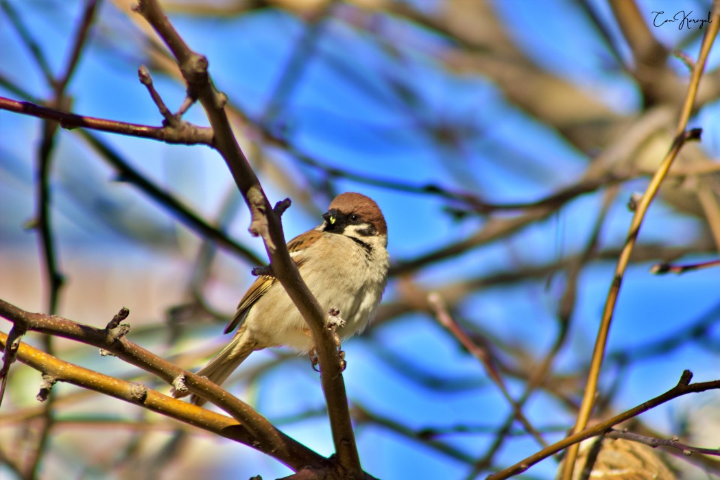 Eurasian Tree Sparrow