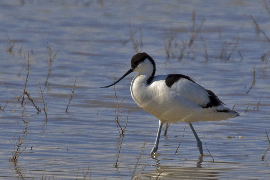 Pied Avocet