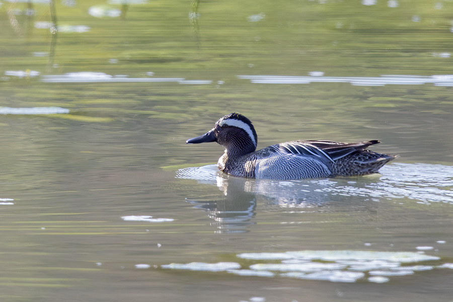 Garganey