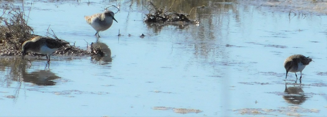 Temminck`s Stint