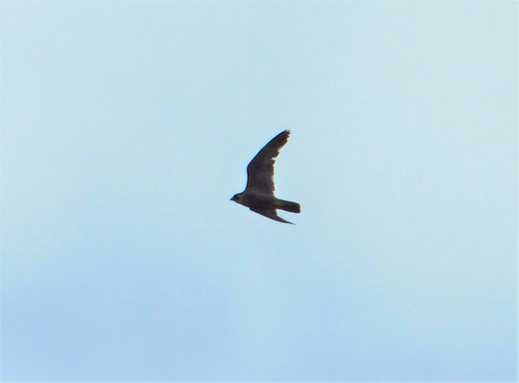 Peregrine Falcon