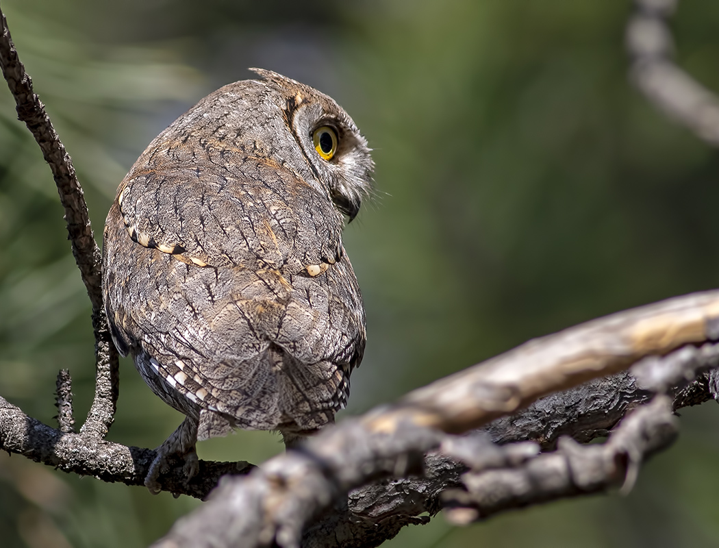 Eurasian Scops Owl