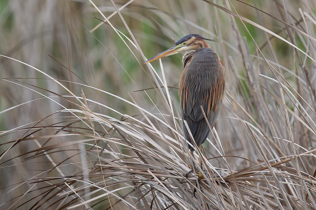 Purple Heron