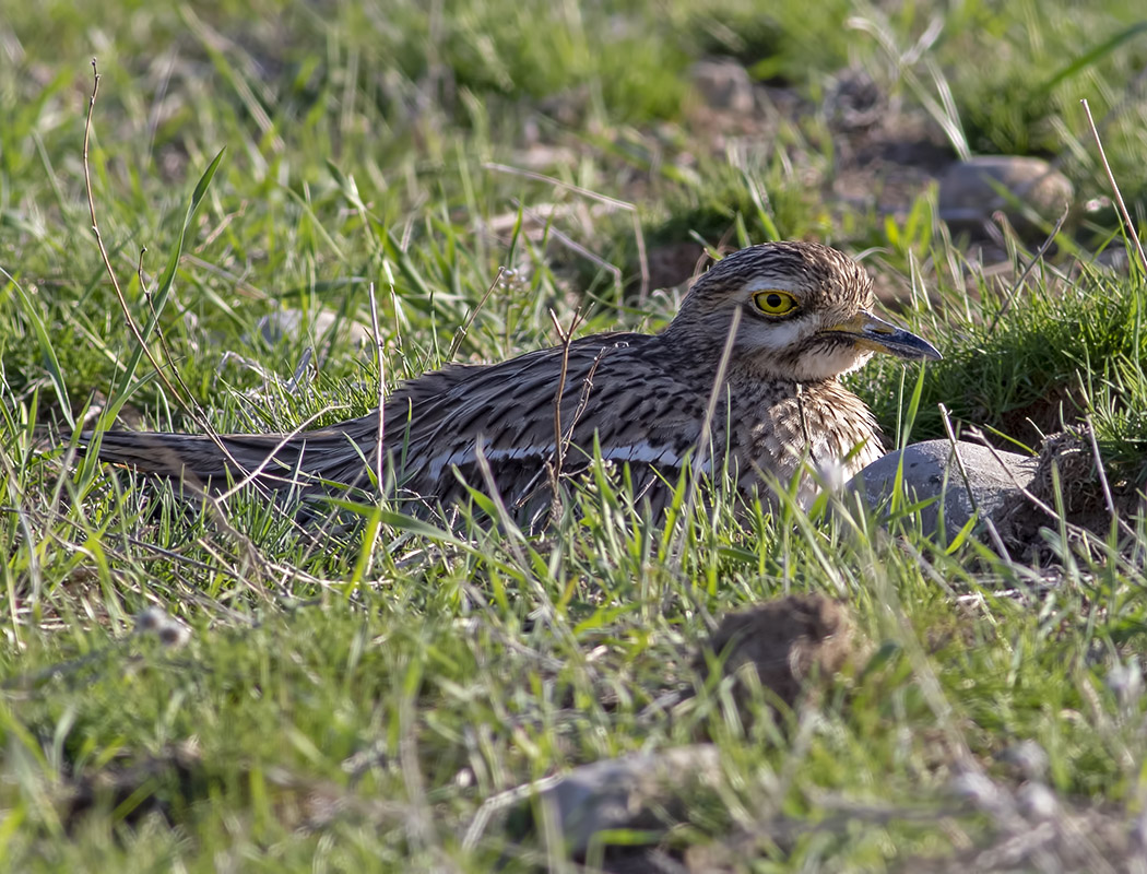 Eurasian Stone-curlew