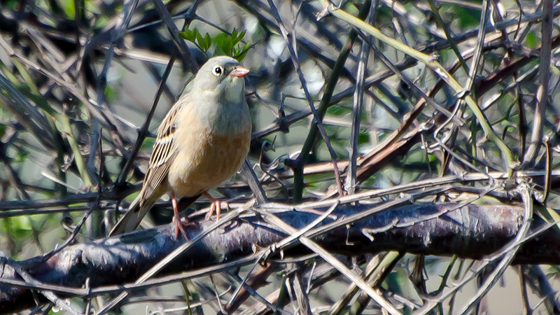 Ortolan Bunting