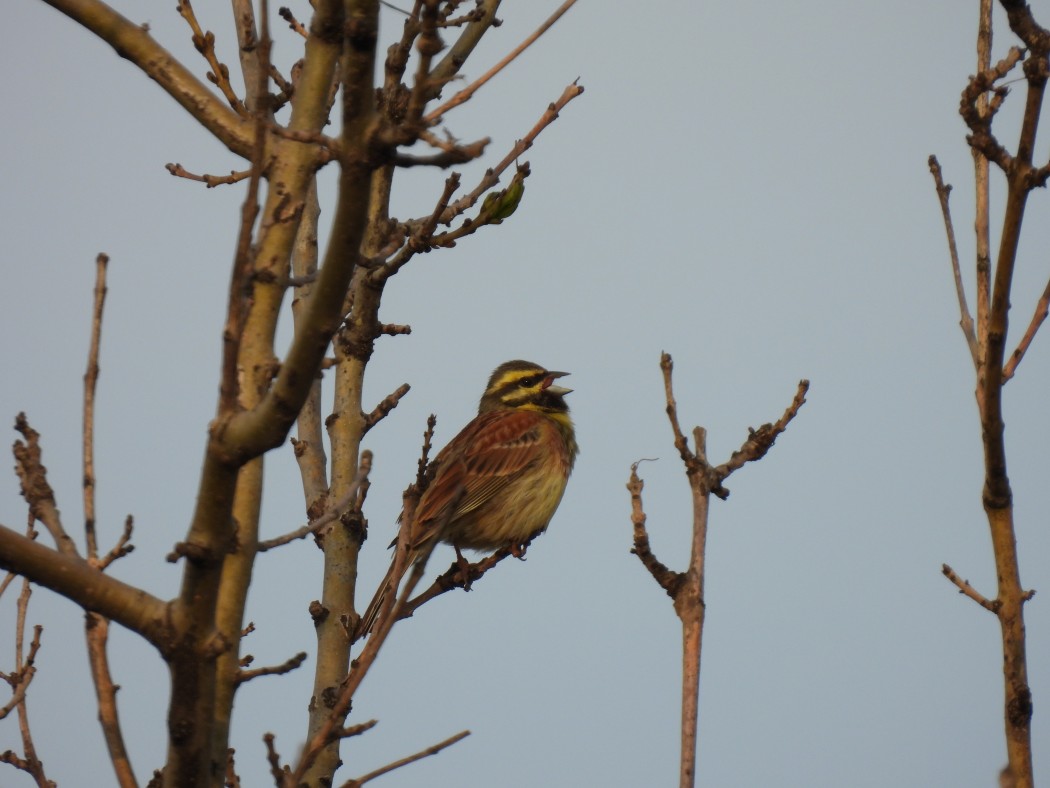 Cirl Bunting