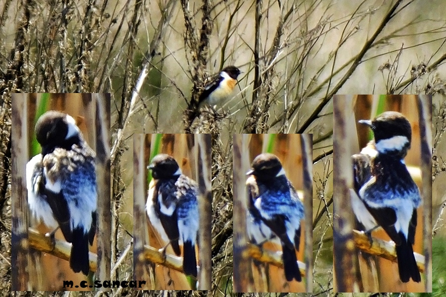 Siberian Stonechat
