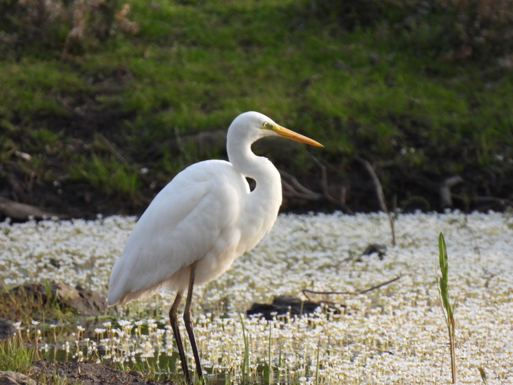 Great Egret