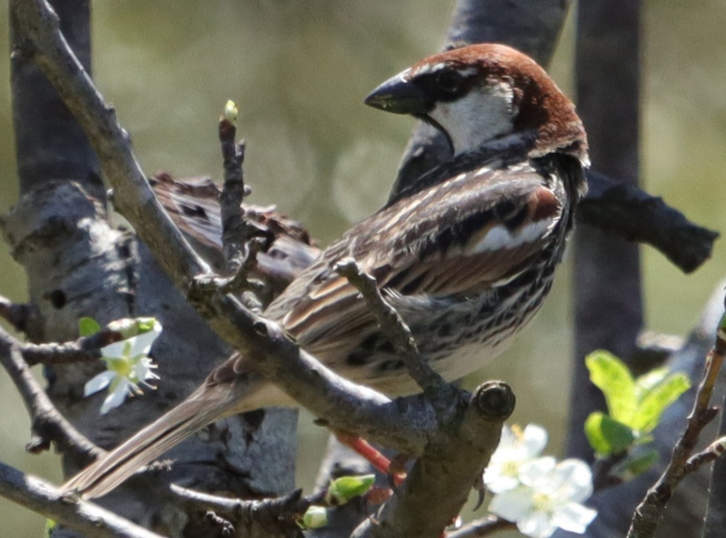 Spanish Sparrow