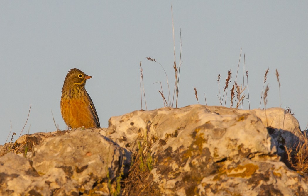 Ortolan Bunting
