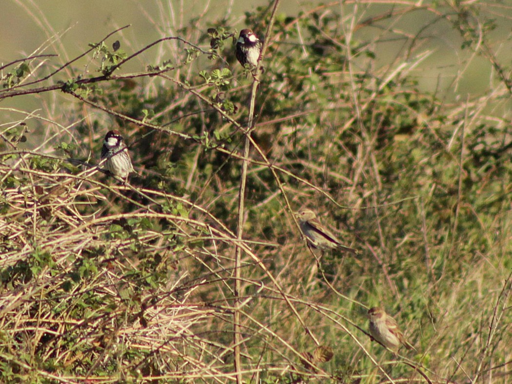 Spanish Sparrow