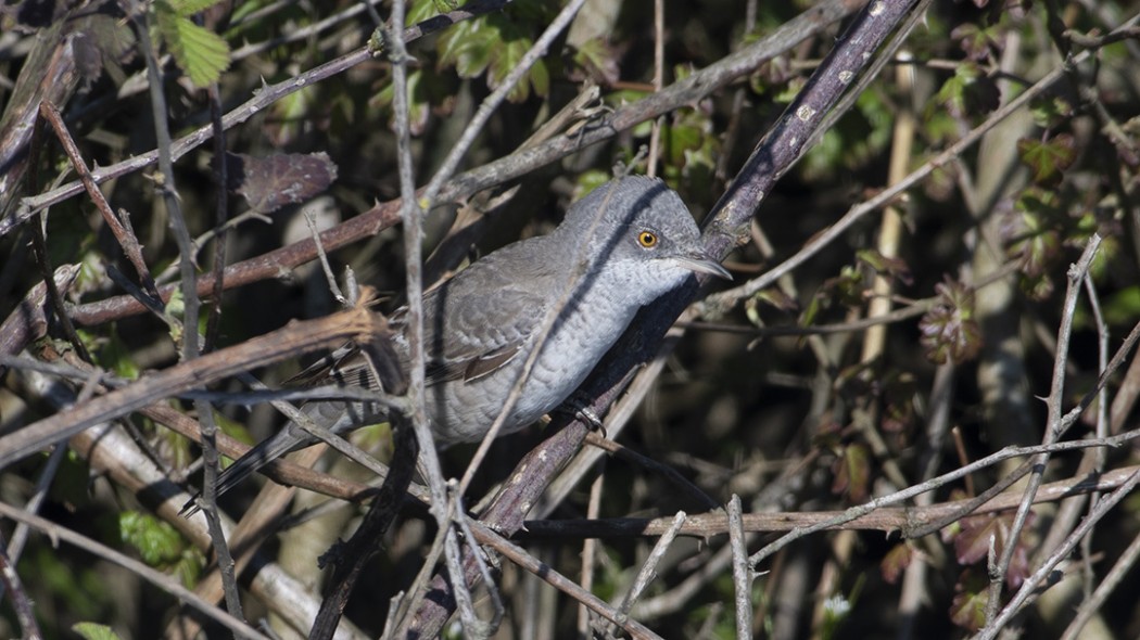 Barred Warbler