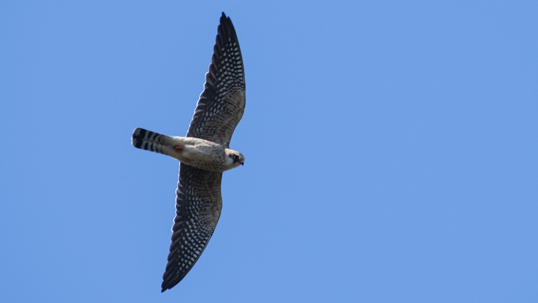 Red-footed Falcon