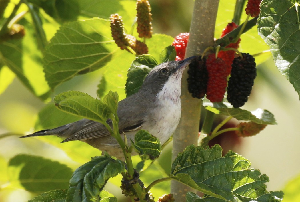 Eastern Orphean Warbler