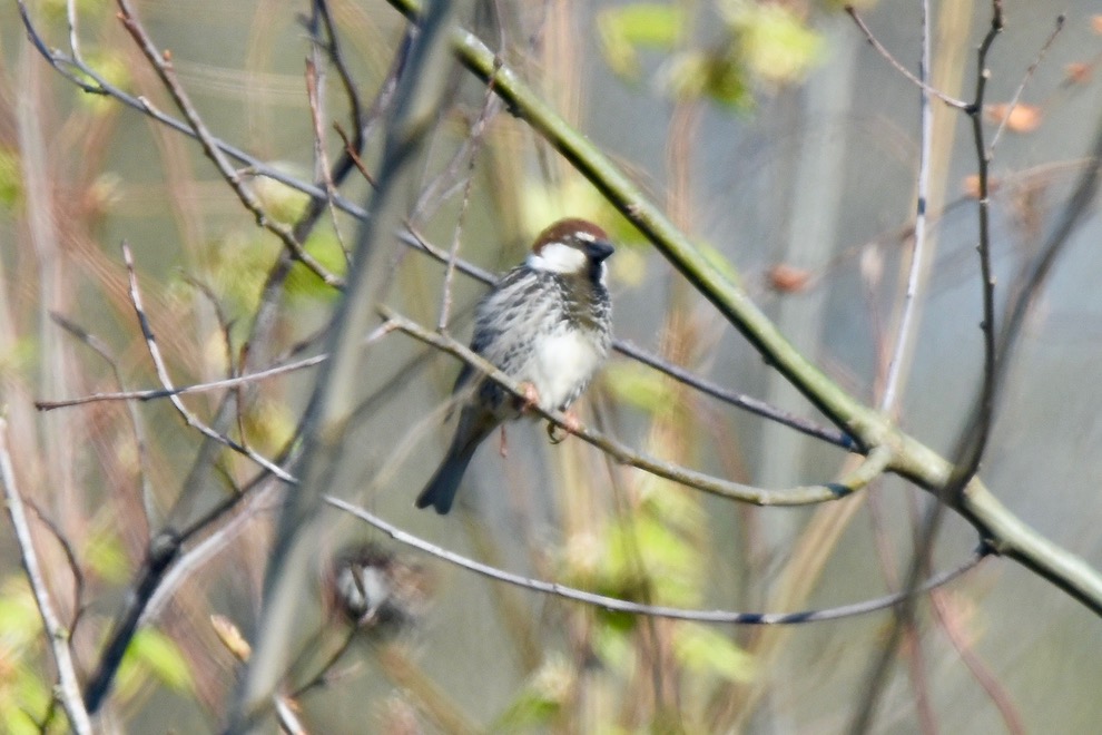 Spanish Sparrow
