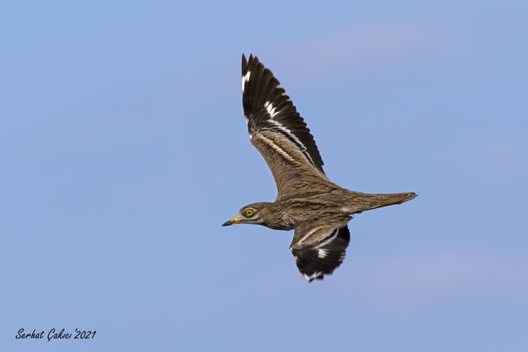 Eurasian Stone-curlew