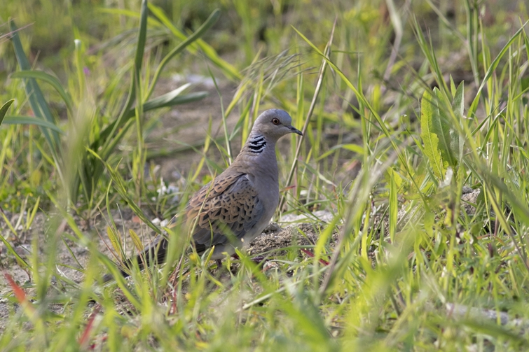 European Turtle Dove