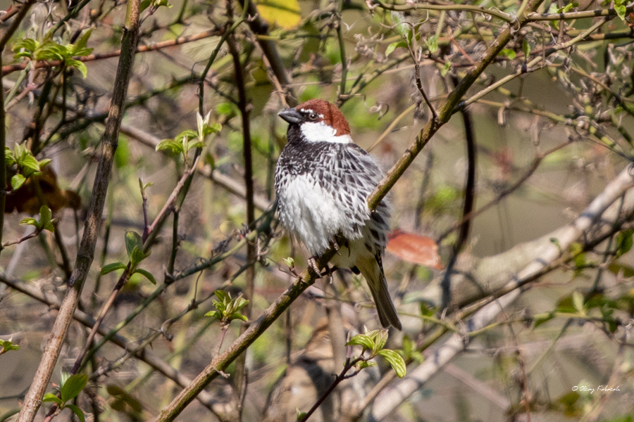 Spanish Sparrow