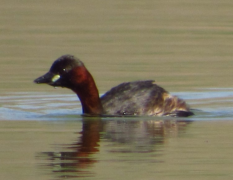Little Grebe