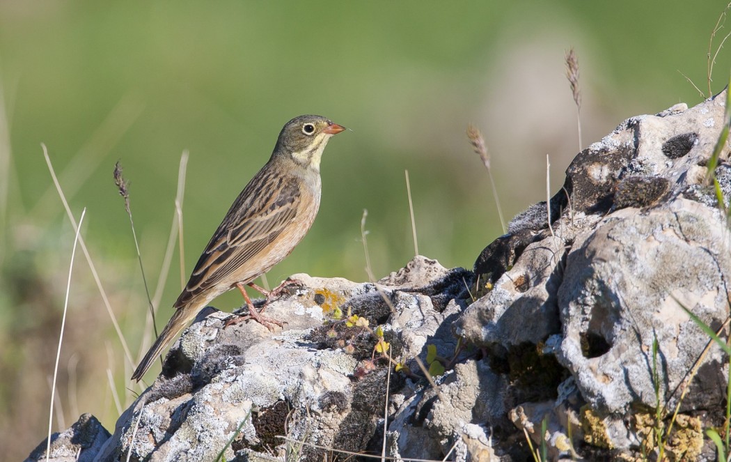 Ortolan Bunting