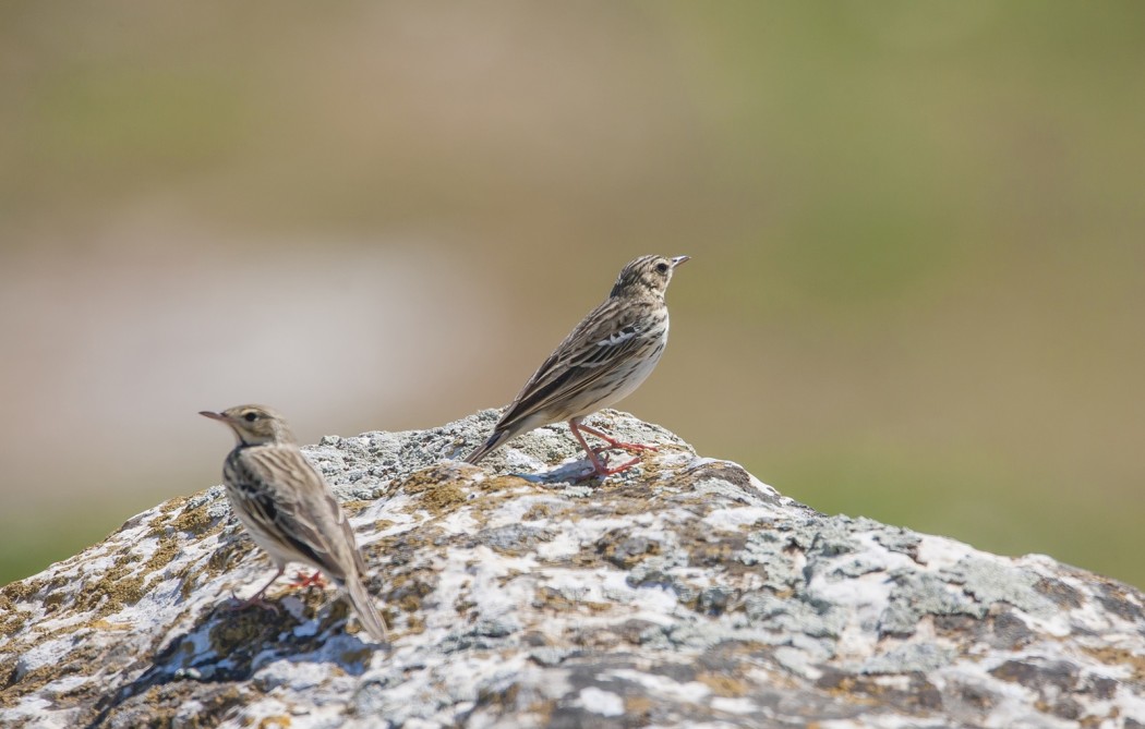 Tree Pipit