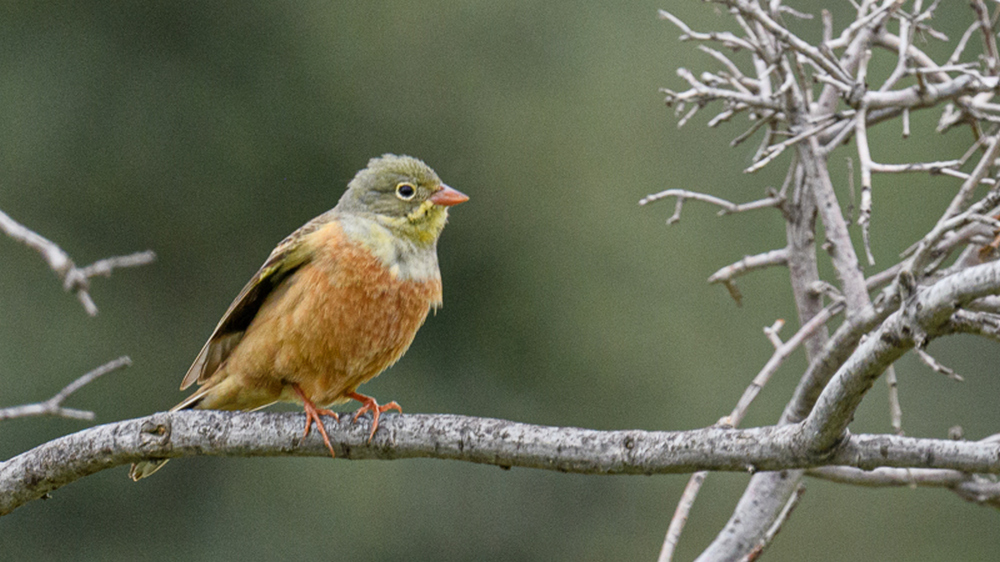 Ortolan Bunting