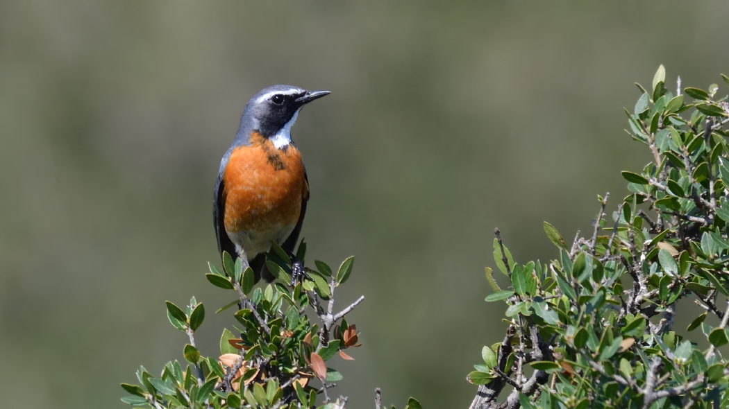White-throated Robin