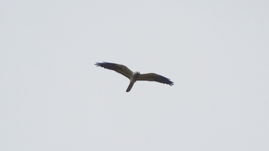 Montagu`s Harrier
