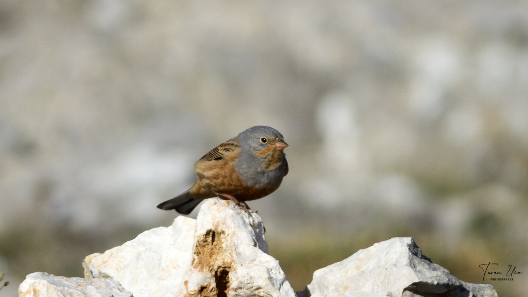Cretzschmar`s Bunting
