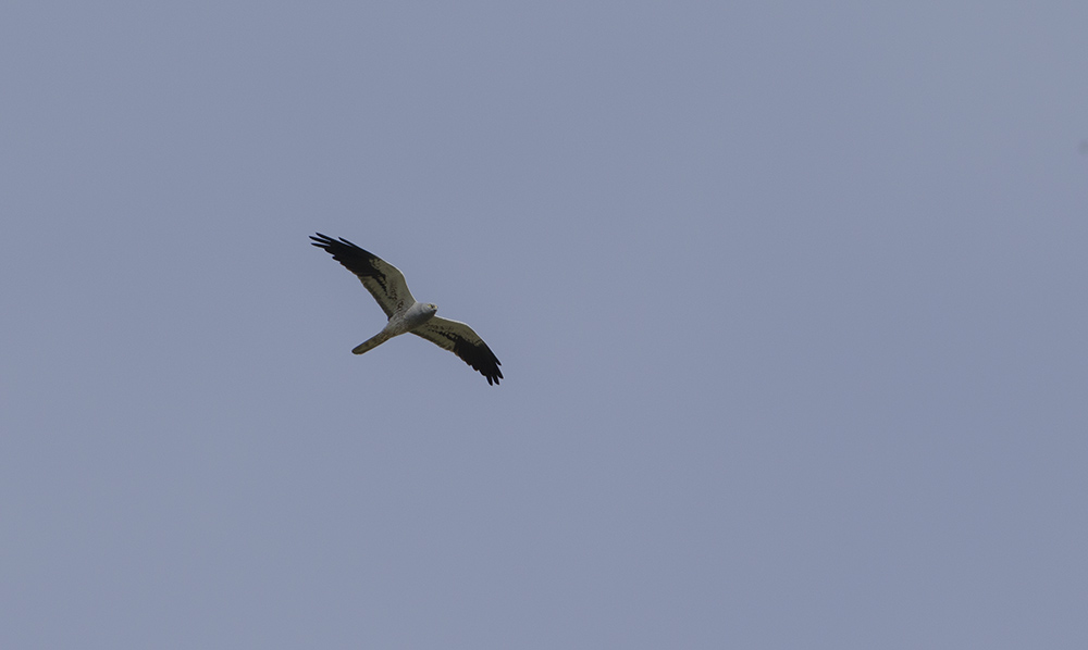 Montagu`s Harrier