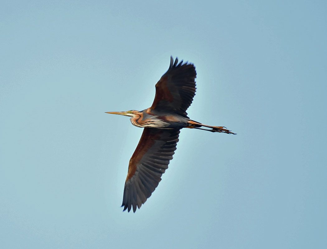 Purple Heron