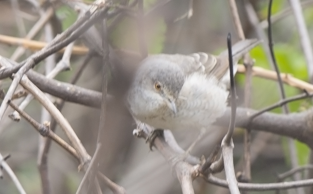 Barred Warbler