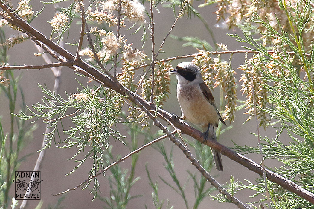 Eurasian Penduline Tit