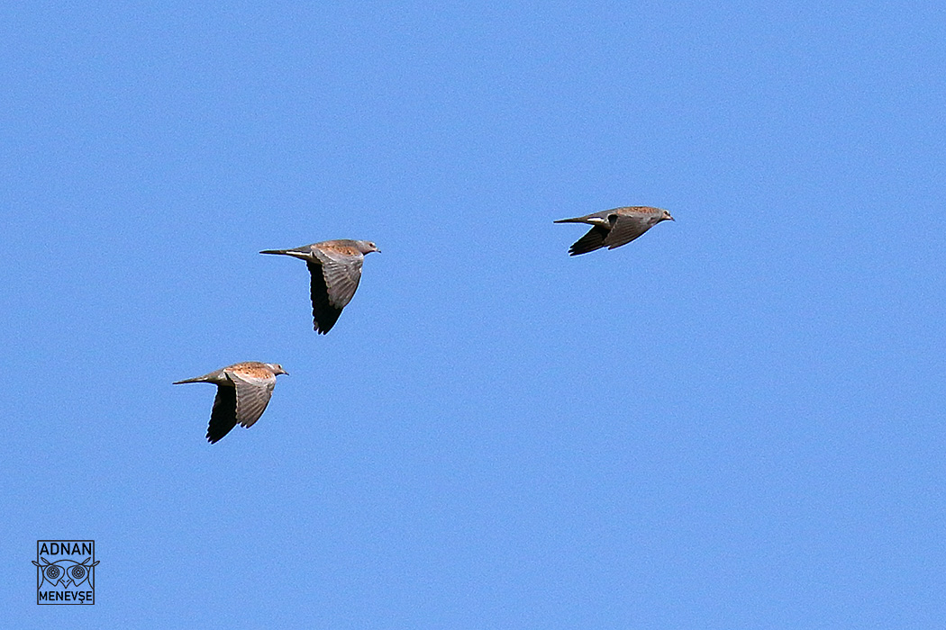 European Turtle Dove