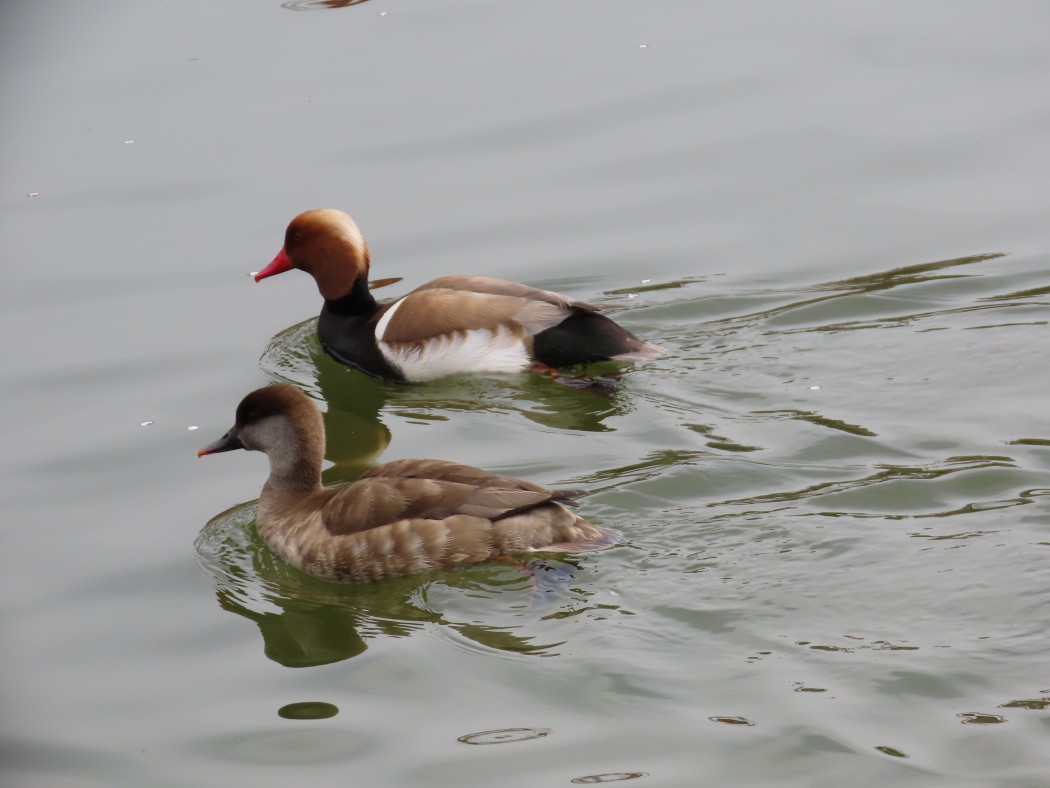 Red-crested Pochard