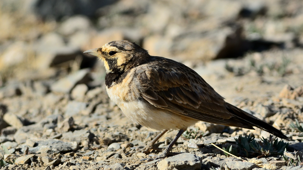Horned Lark