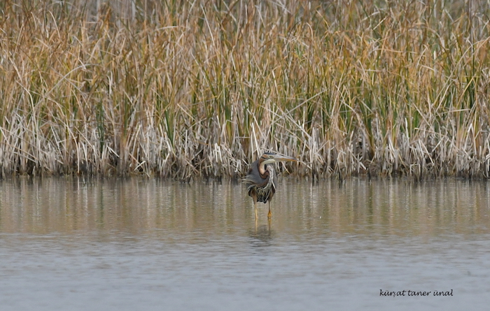 Purple Heron