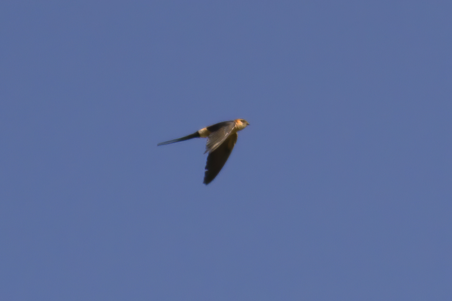 European Red-rumped Swallow