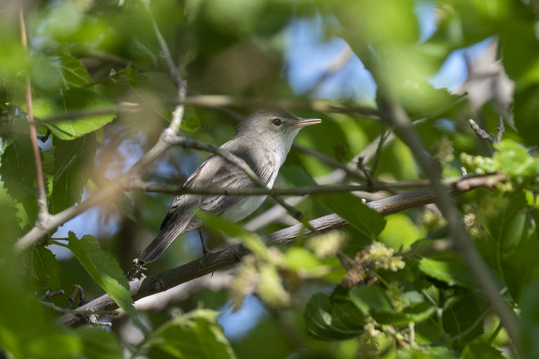 Eastern Olivaceous Warbler