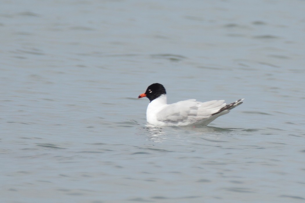 Mediterranean Gull