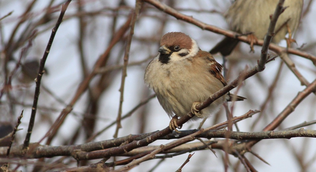 Eurasian Tree Sparrow