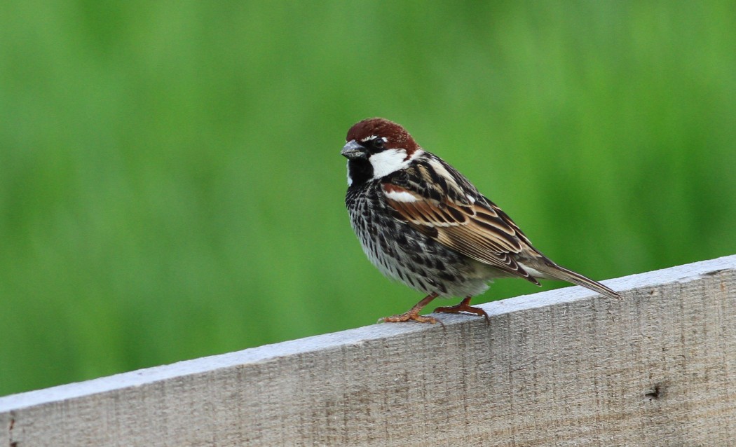 Spanish Sparrow