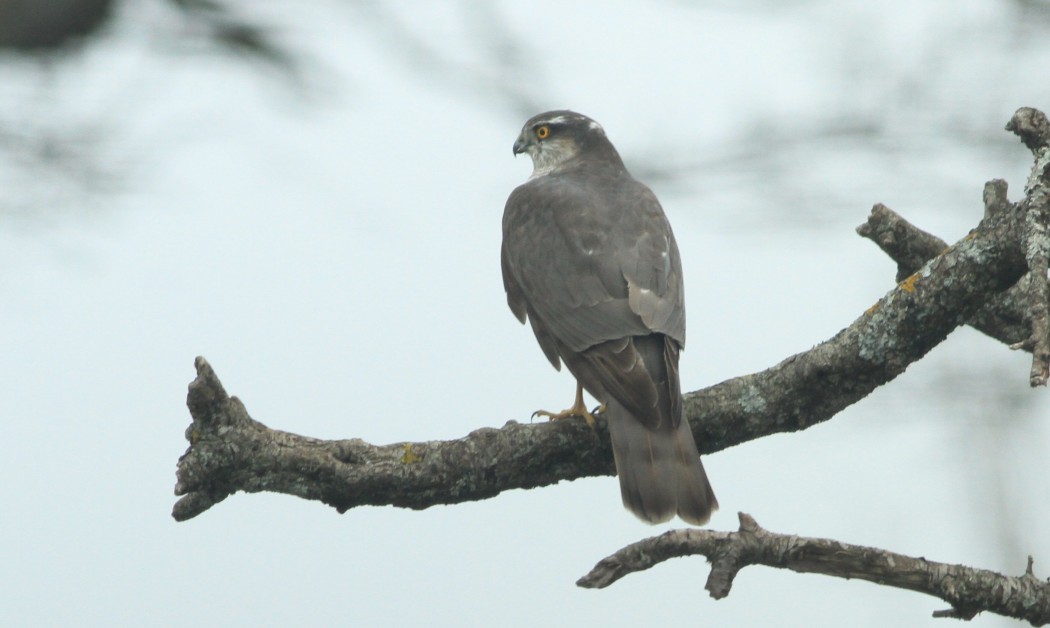 Eurasian Sparrowhawk