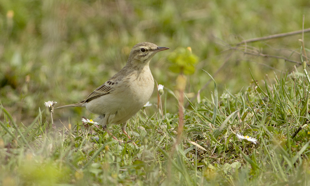 Tawny Pipit