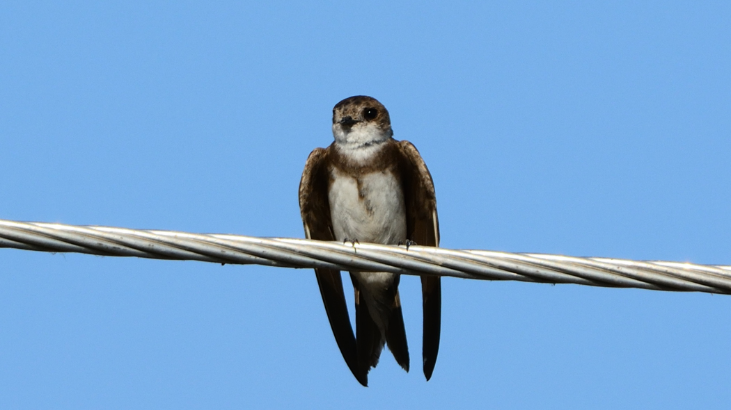 Sand Martin