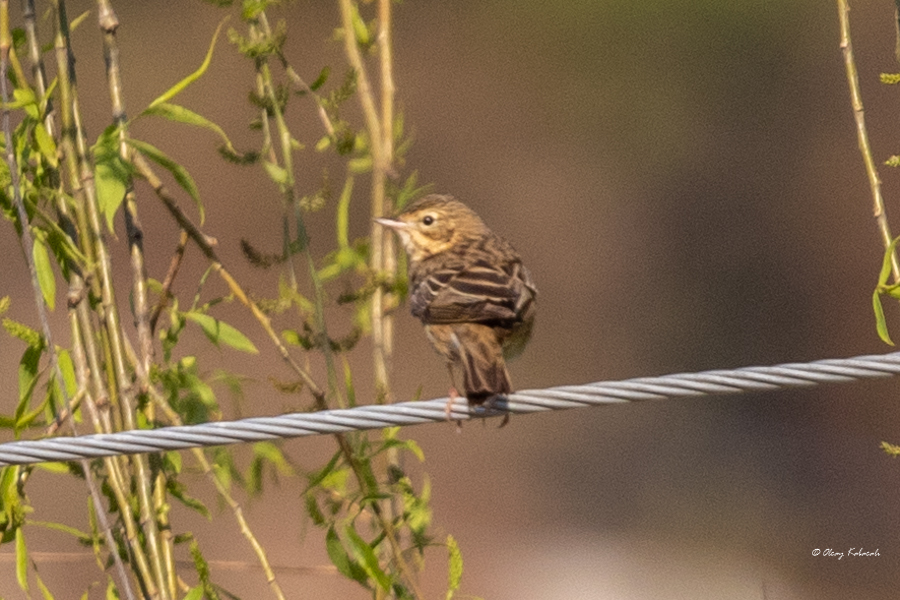 Tree Pipit