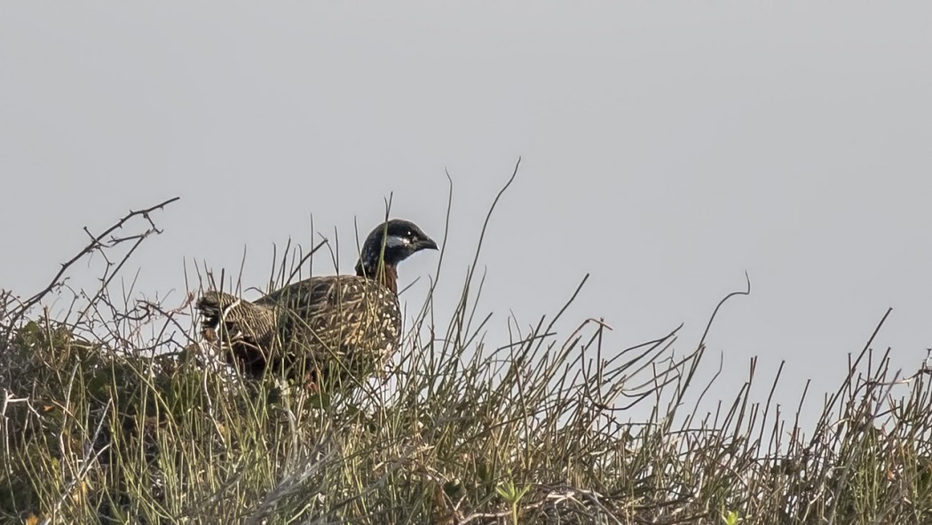 Black Francolin