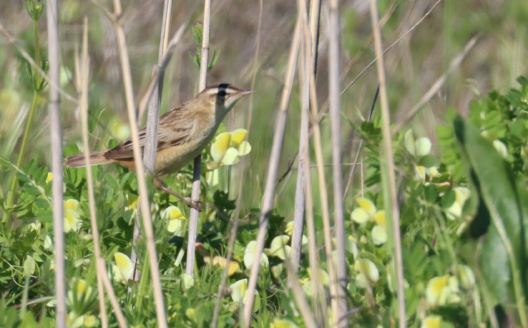Sedge Warbler